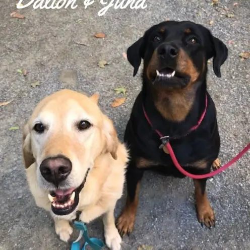 Two dogs named Dalton and Juna